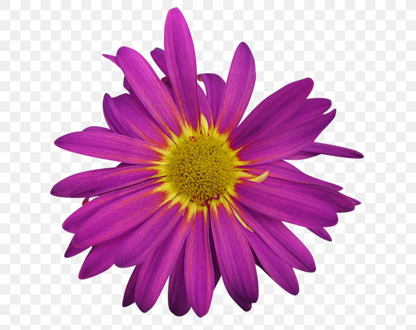 Image Flower Clip Art Euclidean Vector, PNG, 663x650px, Flower, African Daisy, Alpine Aster, Annual Plant, Aster Download Free