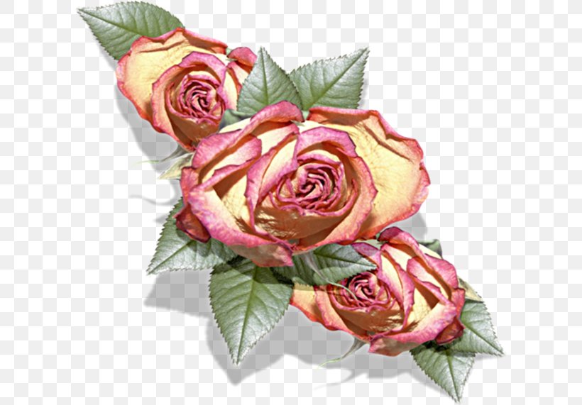 Garden Roses Cabbage Rose Floribunda Petal, PNG, 608x571px, Garden Roses, Beach Rose, Cabbage Rose, Cut Flowers, Floral Design Download Free
