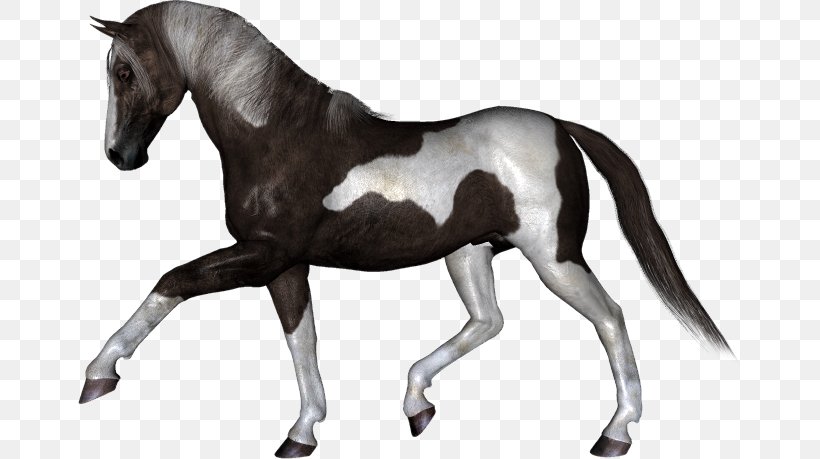 Stallion PhotoFiltre Mustang, PNG, 664x459px, Stallion, Animal, Blog, Colt, English Riding Download Free