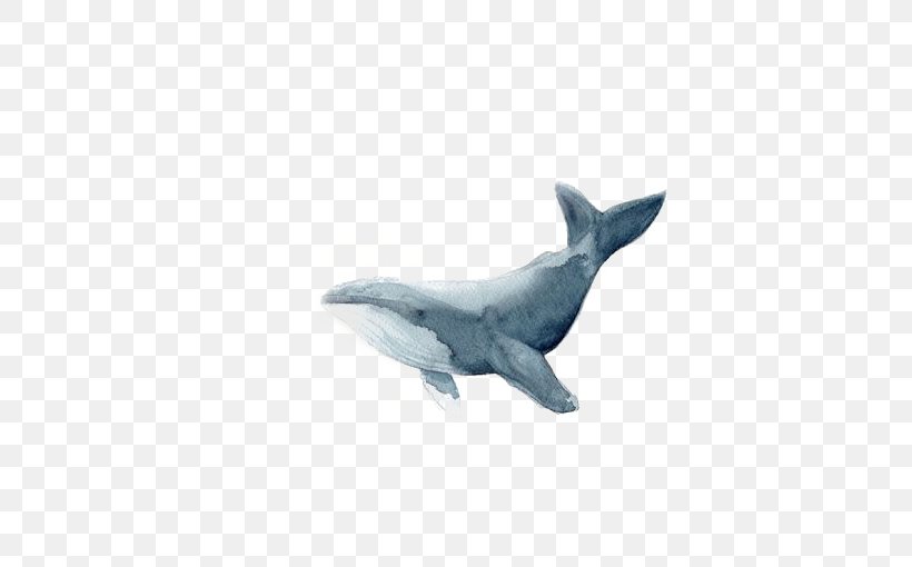 Blue Whale Drawing Watercolor Painting Illustration, PNG, 510x510px, Whale, Blue Whale, Cetacea, Cetacean Surfacing Behaviour, Dolphin Download Free