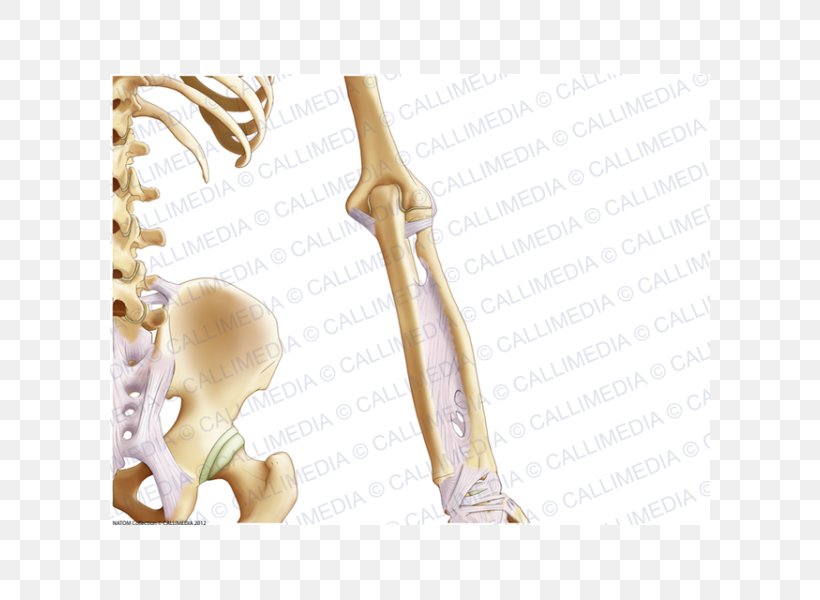 Finger Elbow Pelvis Bone Anatomy, PNG, 600x600px, Watercolor, Cartoon, Flower, Frame, Heart Download Free
