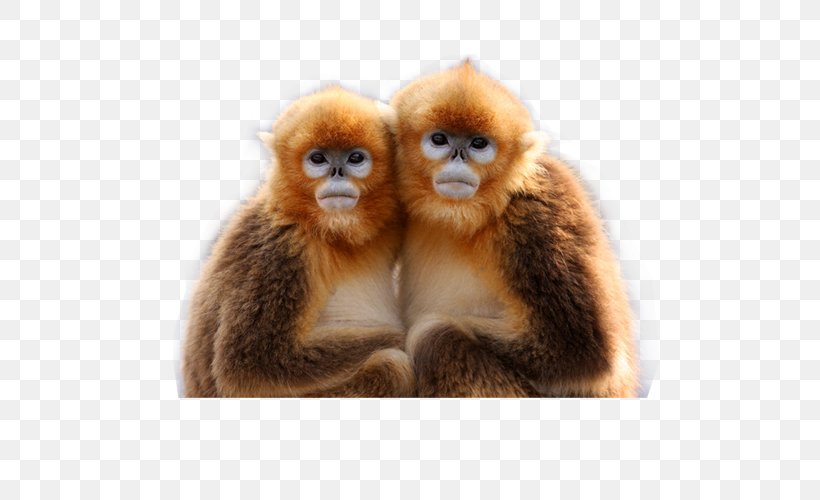 Golden Monkey Primate China Père David's Deer, PNG, 500x500px, Monkey, Cercopithecidae, China, Endangered Species, Extinction Download Free