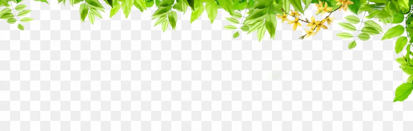 Graphic Design Green Pattern, PNG, 1417x450px, Green, Branch, Computer, Flora, Grass Download Free
