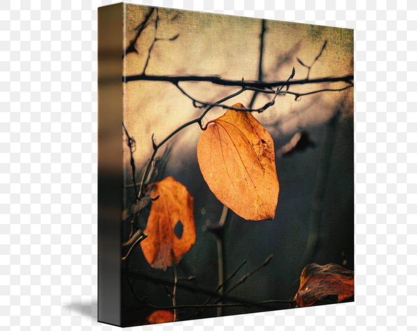 Picture Frames Canvas Print Still Life Photography Printing, PNG, 589x650px, Picture Frames, Art, Canvas, Canvas Print, Flower Download Free