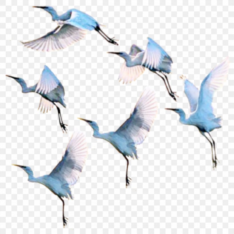 Seabird Beak Crane Water Bird, PNG, 1189x1189px, Bird, Animal Migration, Beak, Bird Migration, Crane Download Free