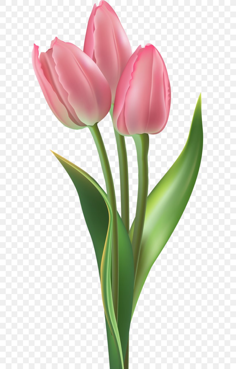 Tulip Pink Flowers Clip Art Floral Design, PNG, 602x1280px, Tulip, Art, Bud, Bulb, Cut Flowers Download Free