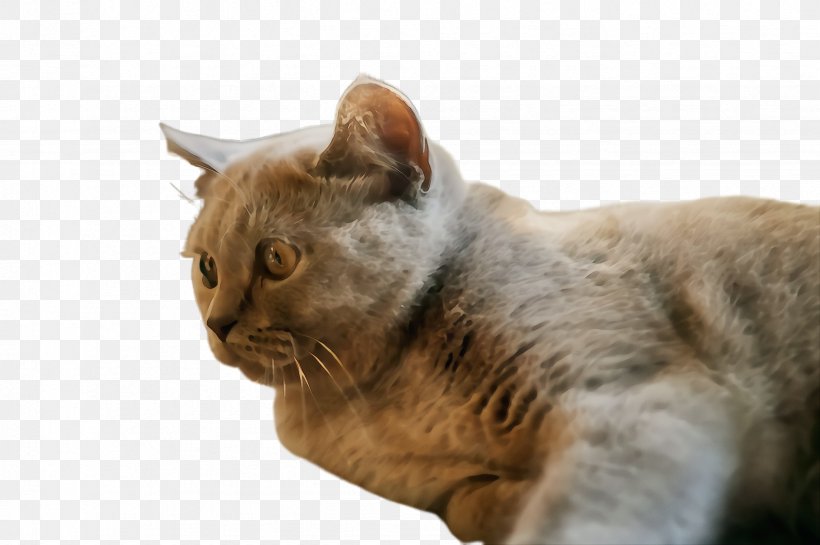 Cat Small To Medium-sized Cats European Shorthair Whiskers Snout, PNG, 2452x1632px, Watercolor, Cat, European Shorthair, German Rex, Paint Download Free