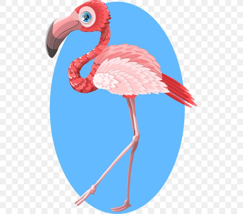 Flamingo Zazzle Gift Bird, PNG, 511x720px, Flamingo, Beak, Bird, Drawing, Feather Download Free