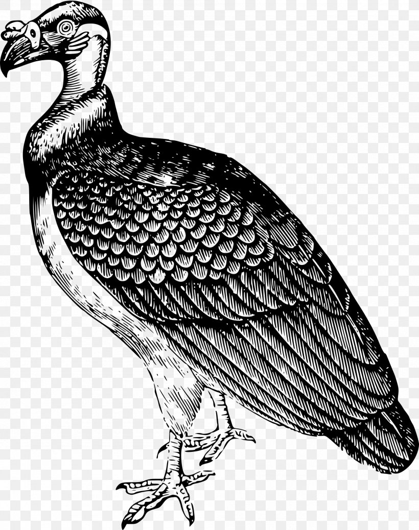 Landfowl Beak Bird Feather Fauna, PNG, 1895x2400px, Landfowl, Accipitriformes, Andean Condor, Beak, Bird Download Free