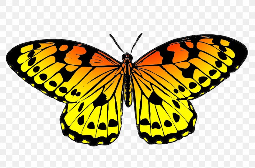 Monarch Butterfly Drawing Black Clip Art, PNG, 893x591px, Butterfly, Arthropod, Black, Brush Footed Butterfly, Color Download Free
