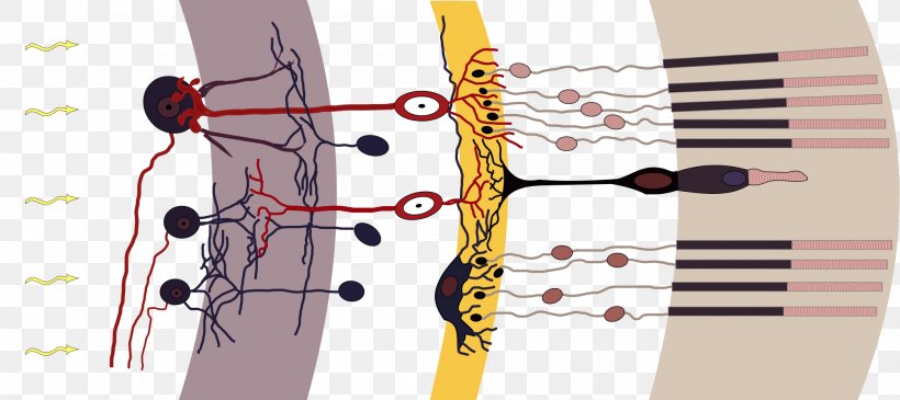 Photoreceptor Cell Rod Cell Cone Cell Retina Bipolar Cell, PNG, 2000x891px, Photoreceptor Cell, Cell, Color, Color Vision, Cone Cell Download Free