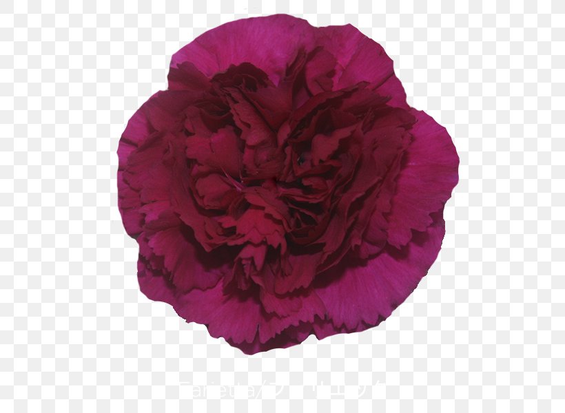 Cabbage Rose Carnation Cut Flowers Petal Peony, PNG, 600x600px, Cabbage Rose, Advanced Info Service, Burgundy, Carnation, Crimson Download Free