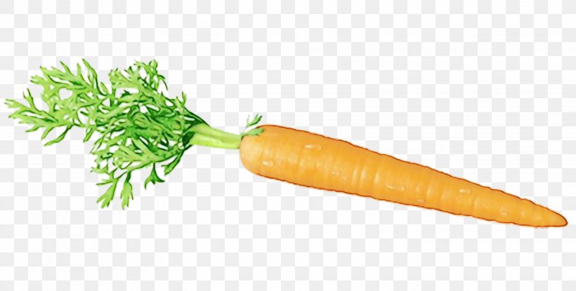 Carrot Vegetable Root Vegetable Food Wild Carrot, PNG, 3099x1569px, Watercolor, Baby Carrot, Carrot, Food, Natural Foods Download Free