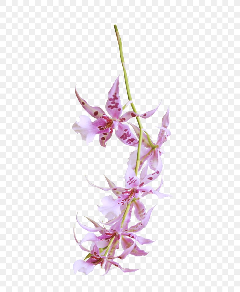 Flower Dendrobium Orchids Floral Design Petal, PNG, 452x999px, 2016, 2017, 2018, Flower, Dendrobium Download Free