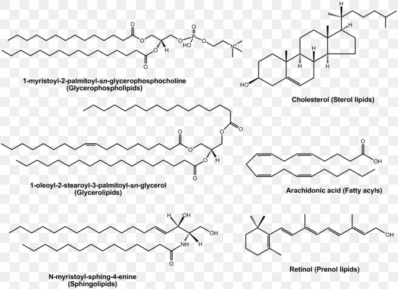 Lipidomics Polyunsaturated Fat, PNG, 1024x744px, Watercolor, Cartoon, Flower, Frame, Heart Download Free