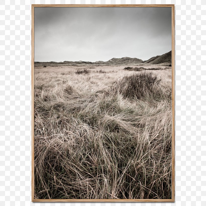 Skagen Klitplantage Foto Factory Dune North Sea, PNG, 1024x1024px, Foto Factory, Black And White, Commodity, Denmark, Dune Download Free