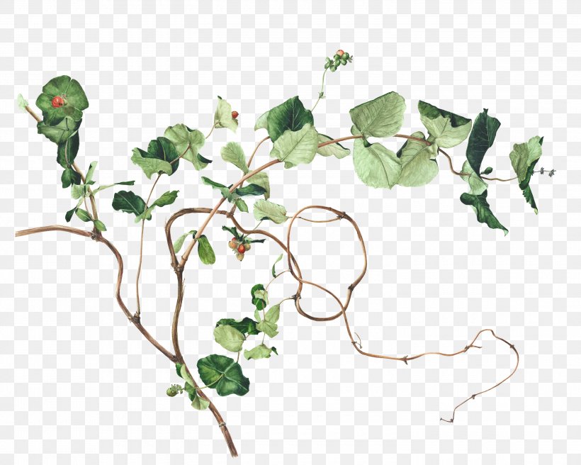 Botanical Illustration Drawing Watercolor Painting Image, PNG, 3000x2400px, Botanical Illustration, Art, Botany, Coloring Book, Drawing Download Free