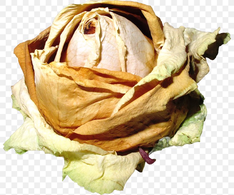 Flower Garden Roses Petal Clip Art, PNG, 800x684px, Flower, Chamomile, Digital Image, Flower Bouquet, Food Download Free