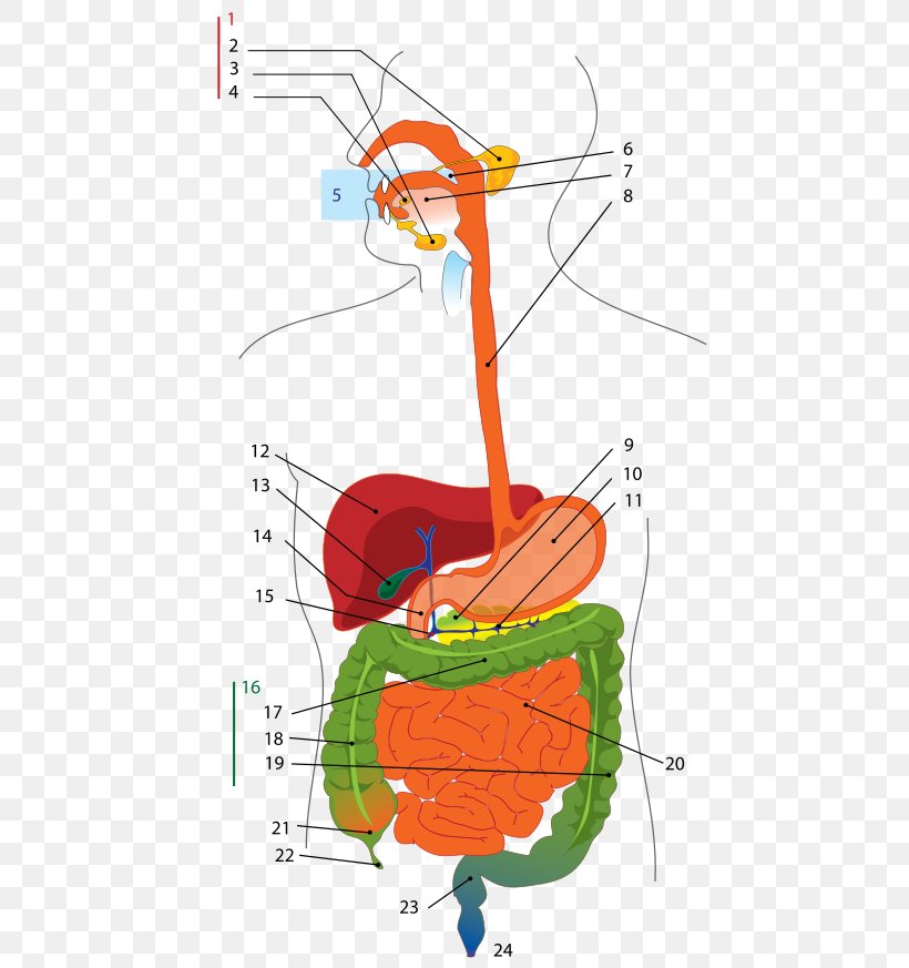 Human Digestive System Gastrointestinal Tract Digestion Diagram Anatomy, PNG, 500x873px, Watercolor, Cartoon, Flower, Frame, Heart Download Free