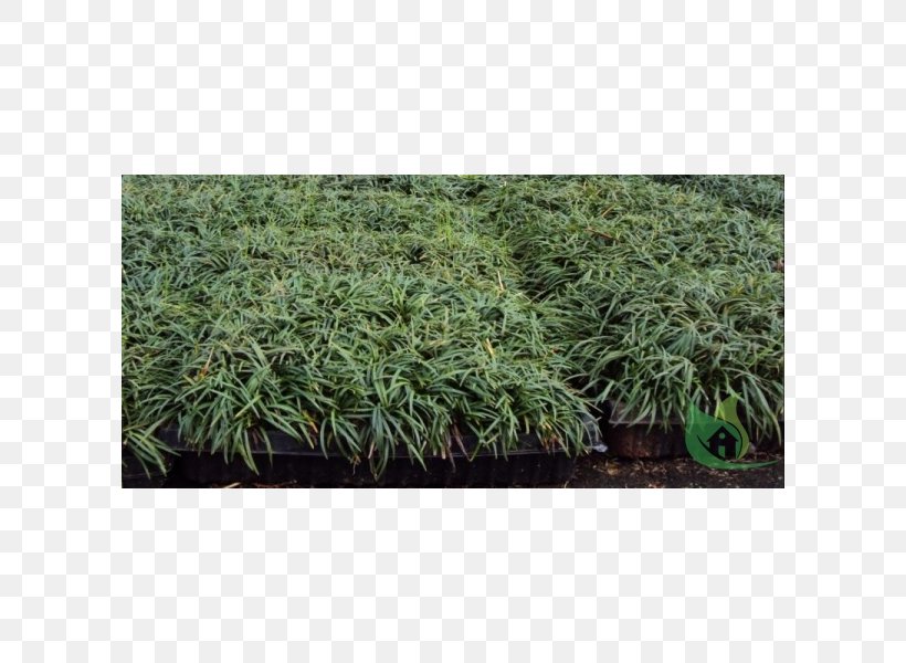 Shrub Grasses NET, PNG, 600x600px, Shrub, Evergreen, Grass, Grass Family, Grasses Download Free