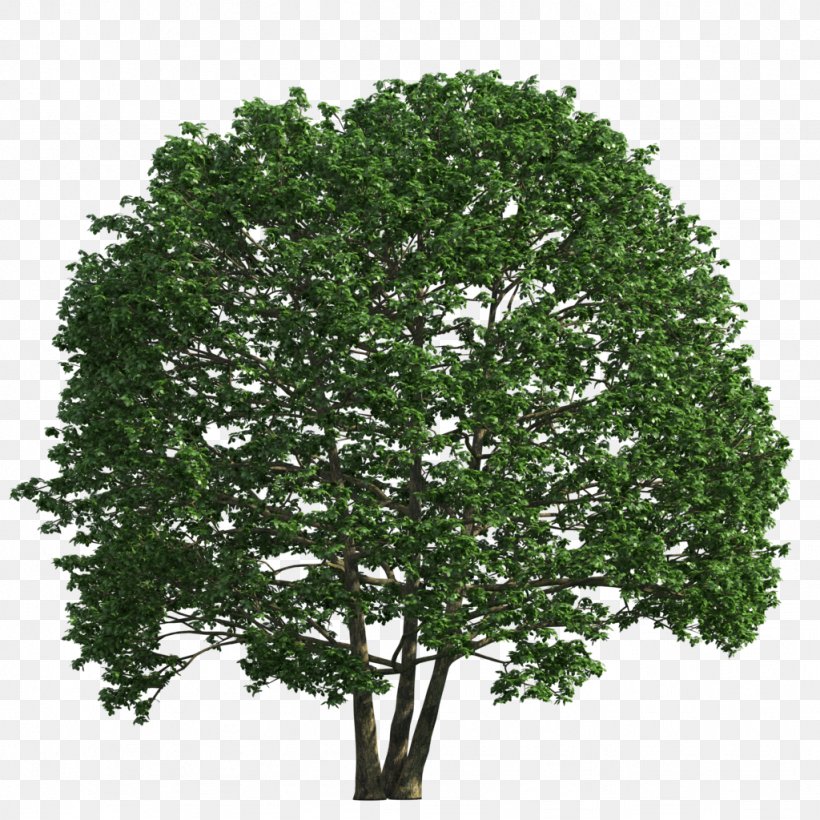 Shrub Tree Clip Art, PNG, 1024x1024px, Shrub, Box, Branch, Evergreen, Green Download Free