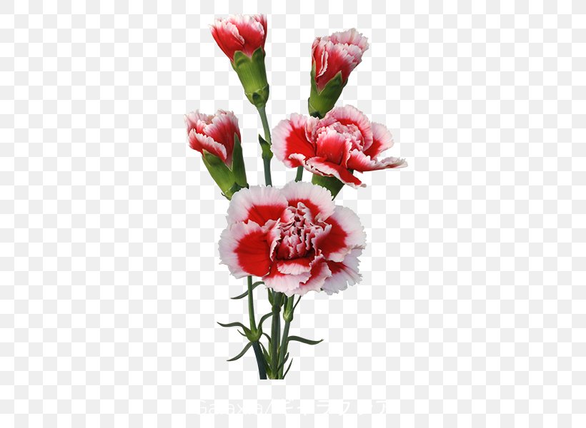 Carnation Cut Flowers Floral Design Flower Bouquet, PNG, 600x600px, Carnation, Artificial Flower, Colibri Flowers Sa, Cut Flowers, Dianthus Download Free