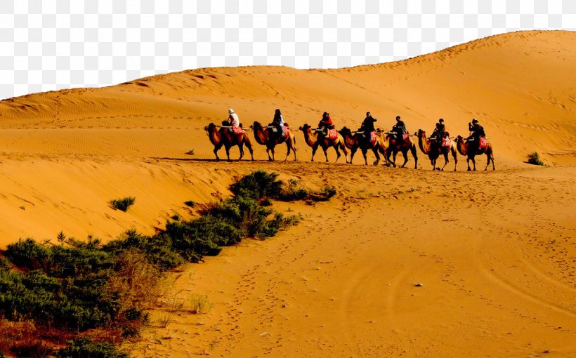 Dromedary Sahara Nalatizhen Gobi Desert Erg, PNG, 1024x638px, Dromedary, Aeolian Landform, Arabian Camel, Badain Jaran Desert, Camel Download Free