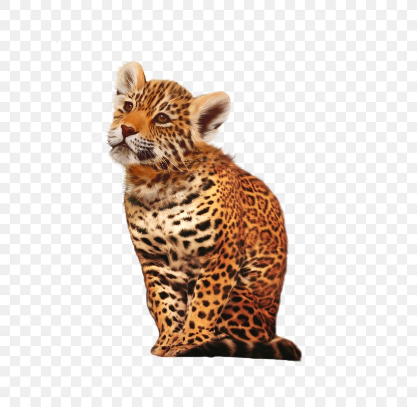 Leopard Cheetah Jaguar Animal Cat Png 600x800px Leopard