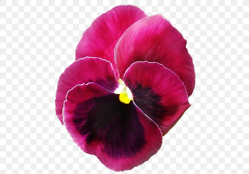 Pansy Magenta Annual Plant Petal, PNG, 477x575px, Pansy, Annual Plant, Flower, Flowering Plant, Magenta Download Free