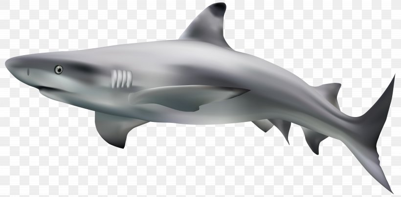 Great White Shark Tiger Shark Clip Art, PNG, 7000x3455px, Shark, Bowmouth Guitarfish, Carcharhiniformes, Cartilaginous Fish, Fauna Download Free