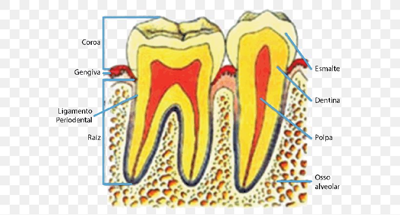 Human Tooth Pulp Foggyökér Anatomy, PNG, 650x441px, Watercolor, Cartoon, Flower, Frame, Heart Download Free