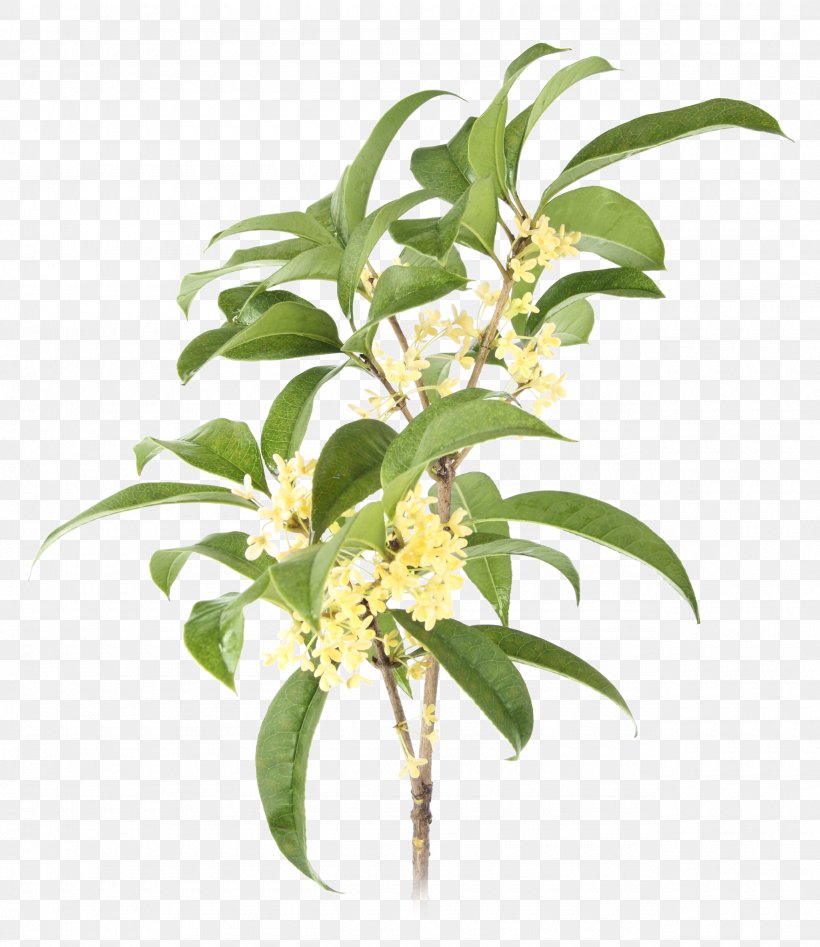 Sweet Osmanthus Plant Surajbala Exports Pvt. Ltd. Clip Art, PNG, 2560x2957px, Sweet Osmanthus, Branch, Cut Flowers, Devilwood, Facial Download Free