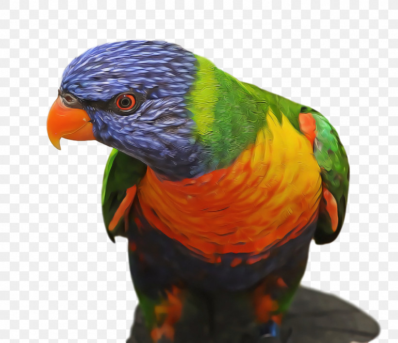 Bird, PNG, 1482x1280px, Bird, Beak, Budgie, Lorikeet, Macaw Download Free