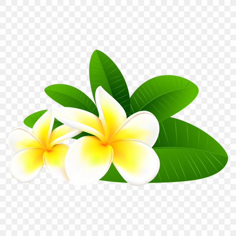 Clip Art Flower Image Red Frangipani, PNG, 1500x1500px, Flower, Botany, Cut Flowers, Drawing, Flowering Plant Download Free