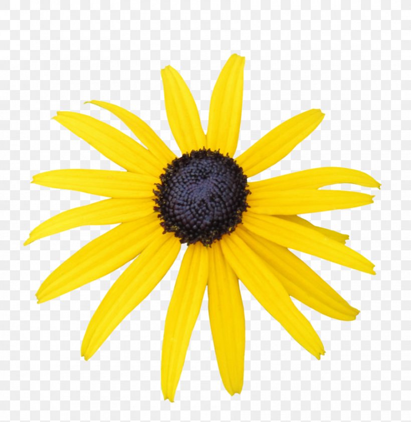 Common Daisy Black-eyed Susan Oxeye Daisy Artist DeviantArt, PNG, 900x926px, Common Daisy, Art, Artist, Black And White, Blackeyed Susan Download Free