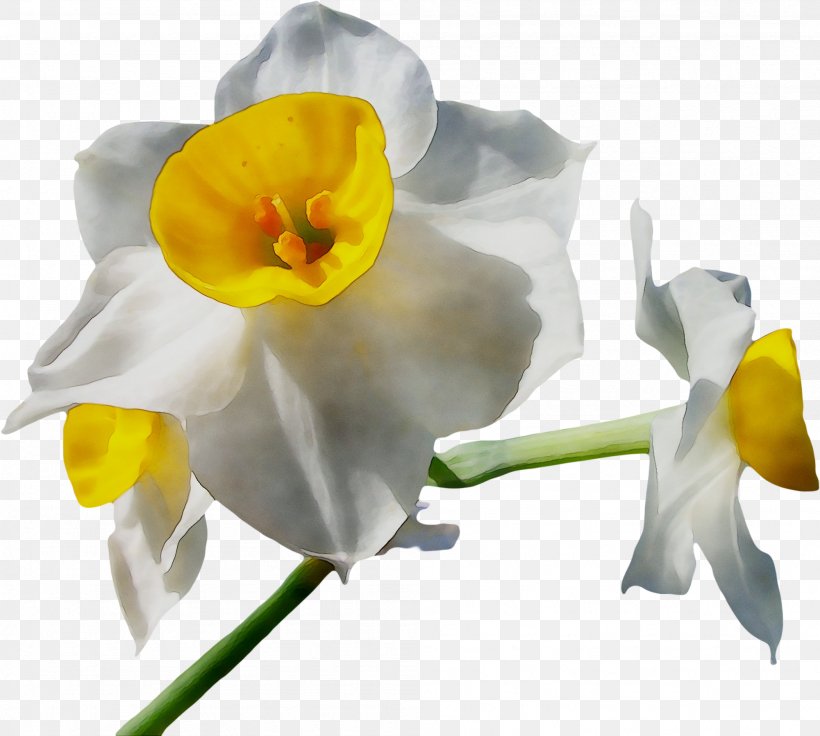 Cut Flowers Moth Orchids Plant Stem Narcissus, PNG, 2001x1798px, Cut Flowers, Amaryllis Family, Arum Lilies, Flower, Flowering Plant Download Free