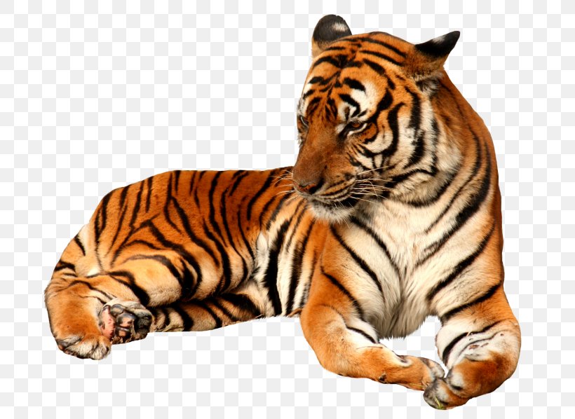 Felidae Cat Tiger Temple Clip Art, PNG, 768x598px, Felidae, Animal, Bengal Tiger, Big Cats, Carnivoran Download Free