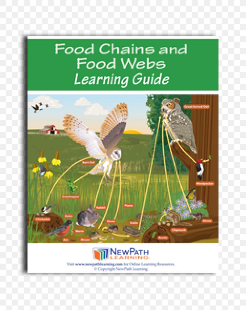 Food Web Food Chain Ecosystem Consumer, PNG, 800x1035px, Food Web, Advertising, Bird, Book, Consumer Download Free