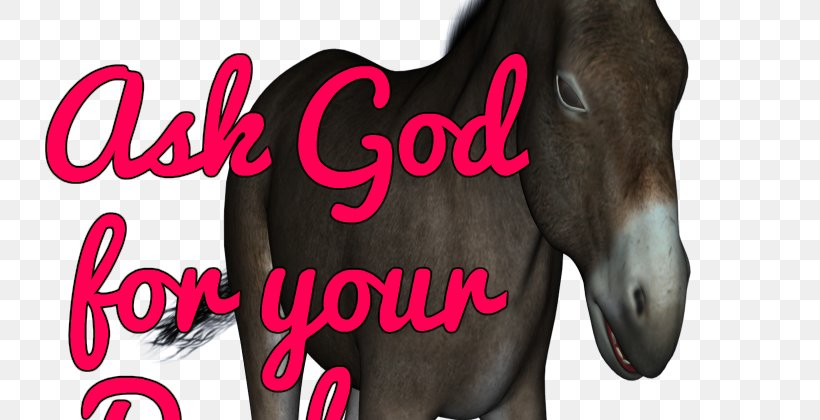Horse Halter Rein Graphics Pink M, PNG, 800x420px, Horse, Brand, Halter, Horse Like Mammal, Horse Supplies Download Free