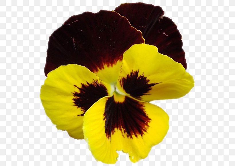Pansy Annual Plant Clip Art, PNG, 553x578px, Pansy, Annual Plant, Flower, Flowering Plant, Petal Download Free