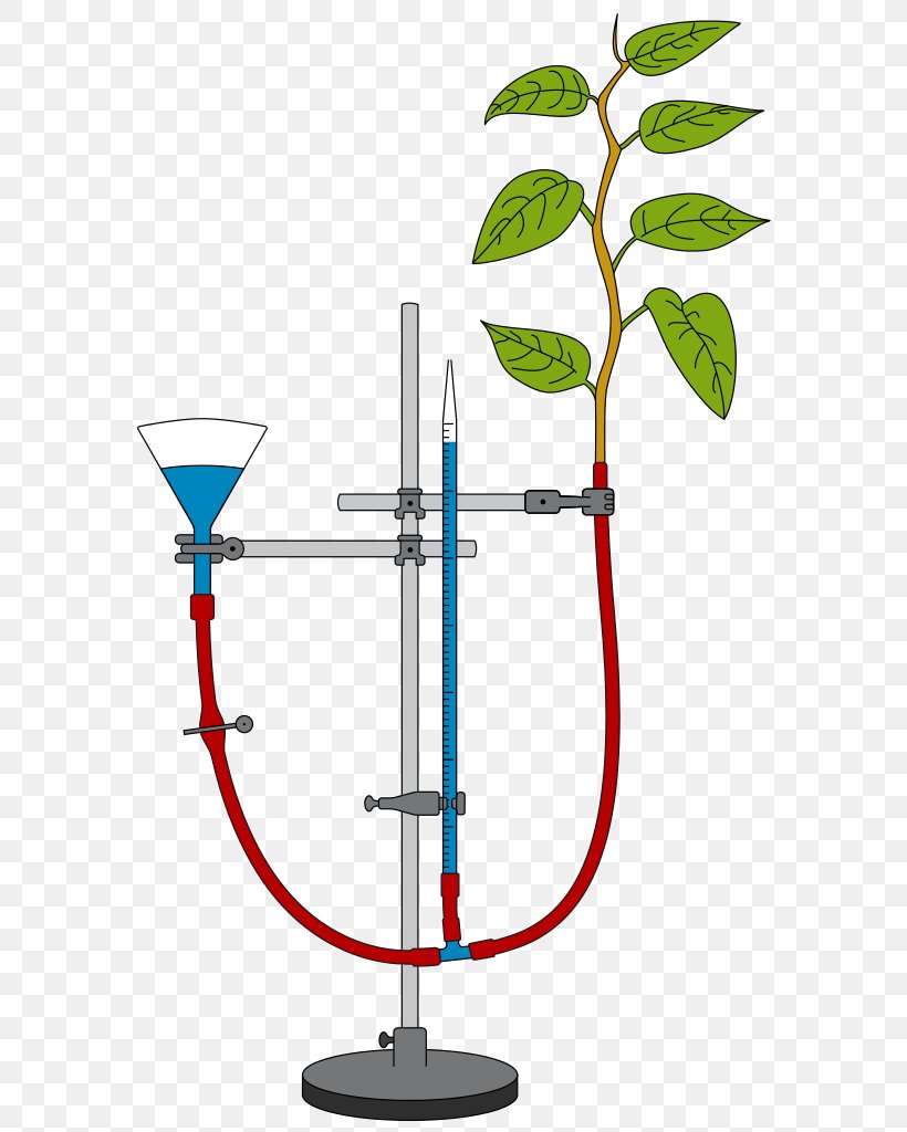 Potometer Transpiration Root Evaporation Stoma, PNG, 617x1024px, Potometer, Diagram, Evaporation, Experiment, Guard Cell Download Free