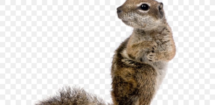 Squirrel Rodent Stock Photography Image Royalty-free, PNG, 800x400px, Squirrel, Chipmunk, Fauna, Fur, Istock Download Free