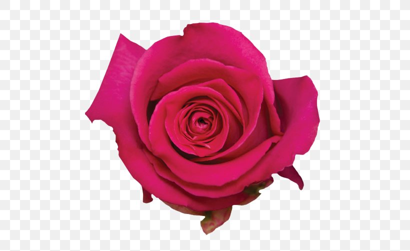 Garden Roses Cabbage Rose Floribunda Rose Water Pink, PNG, 501x502px, Garden Roses, Akashic Records, Cabbage Rose, Cut Flowers, Essential Oil Download Free