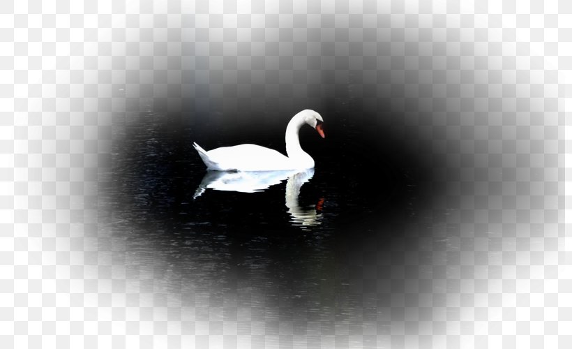 L'Advaita Vedânta: Théorie Et Pratique Advaita Vedanta Desktop Wallpaper Paperback, PNG, 800x500px, Advaita Vedanta, Beak, Bird, Computer, Ducks Geese And Swans Download Free