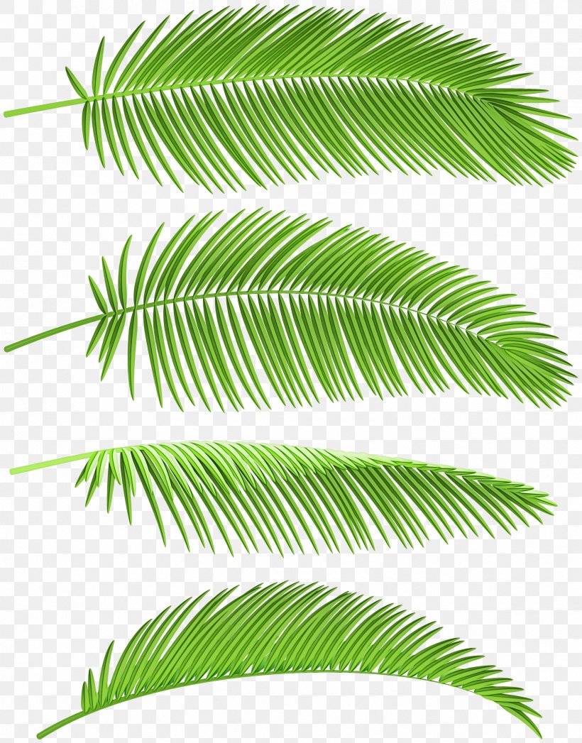 Palm Tree Leaf, PNG, 2349x3000px, Watercolor, Botany, Branch, Elaeis, Fern Download Free