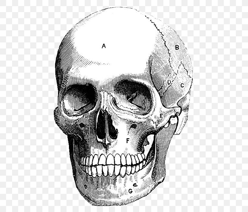Skull Art Printmaking Drawing Illustration, PNG, 527x700px, Skull, Anatomy, Art, Art Museum, Artist Download Free