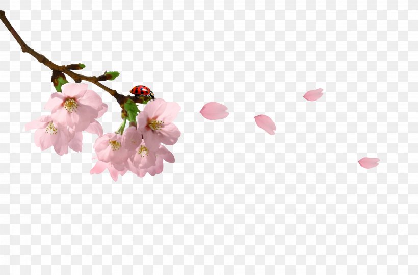 Branch Clip Art, PNG, 3800x2500px, Branch, Blossom, Cherry Blossom, Falun Gong, Floral Design Download Free