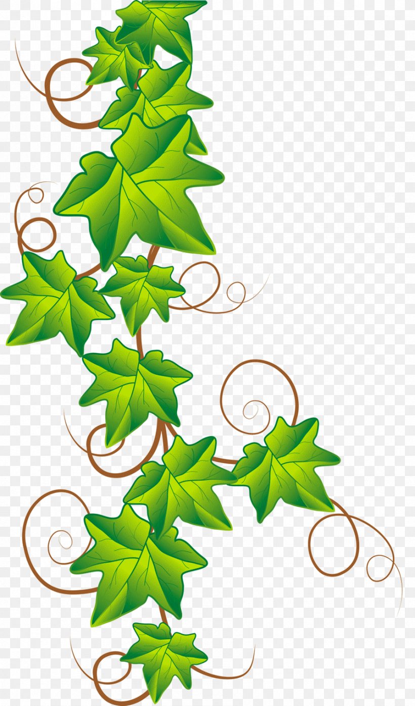 Drawing Ivy Clip Art, PNG, 895x1522px, Drawing, Branch, Flora, Flower, Flowering Plant Download Free