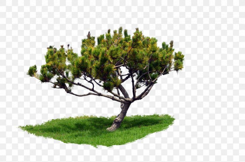 Pine Corel Photo-Paint Tree, PNG, 1024x678px, Pine, Bonsai, Branch, Conifer, Corel Photopaint Download Free