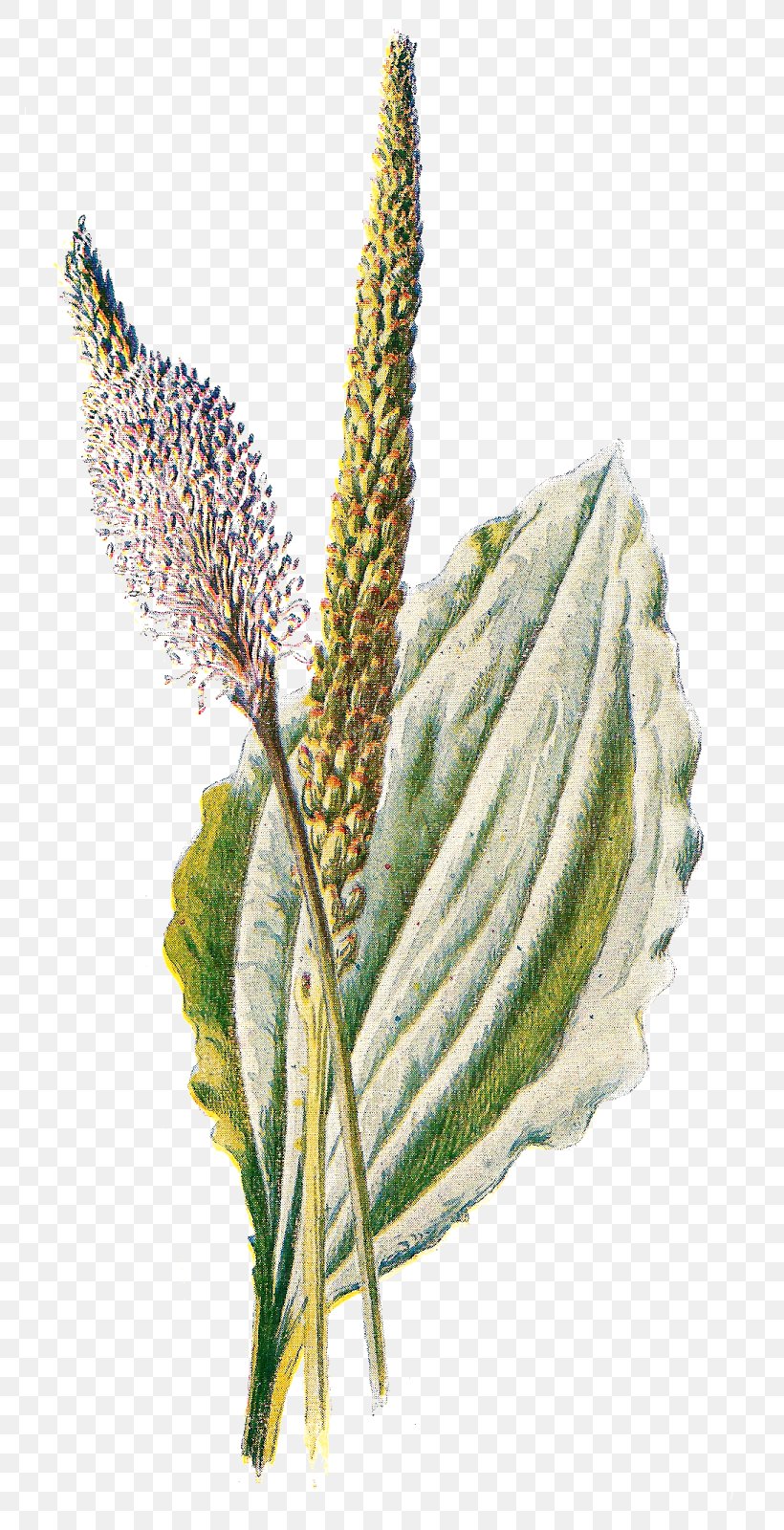 Broadleaf Plantain Wildflower Clip Art, PNG, 768x1600px, Broadleaf Plantain, Broadleaved Tree, Commodity, Flower, Free Content Download Free